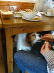A person feeding a brown and white dog under a table
