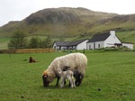 A sheep and lamb in a field with the Tearooms in the background
